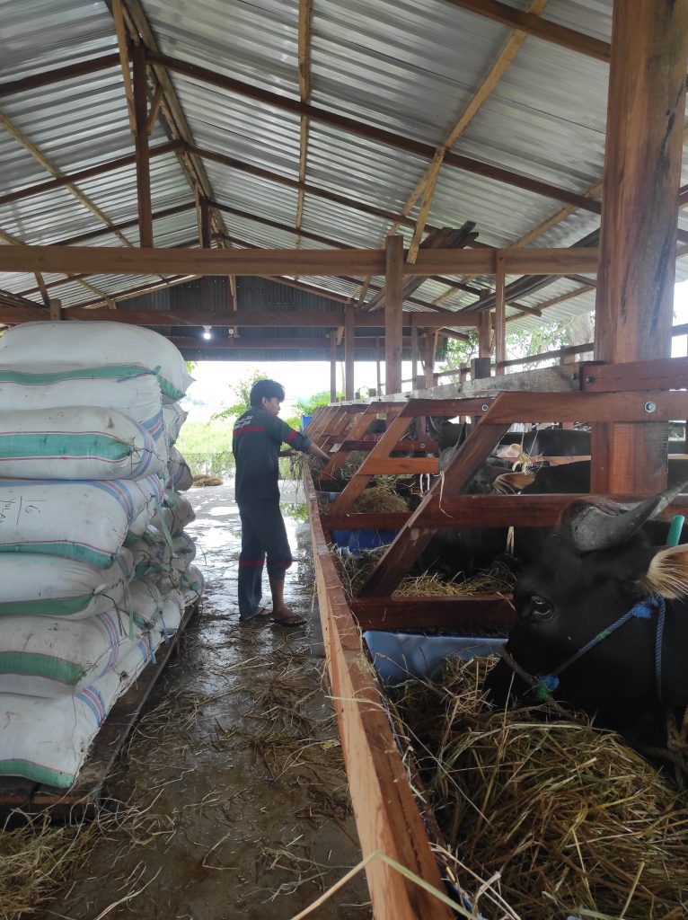 Mahasiswa Teknologi Produksi Ternak Fakultas Vokasi Unhas Laksanakan Praktik Lapangan Penggemukan Sapi di Kelompok Ternak Harapan Talawe